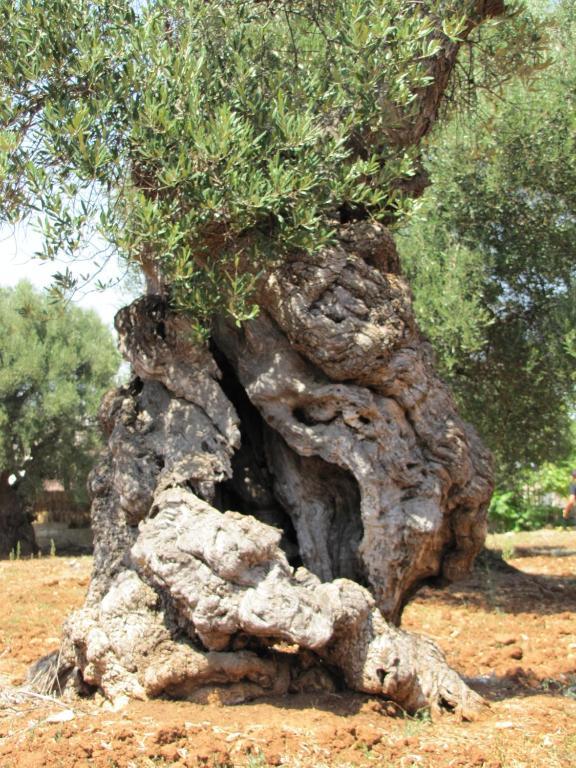 Antica Masseria Carparelli Pension Ostuni Buitenkant foto